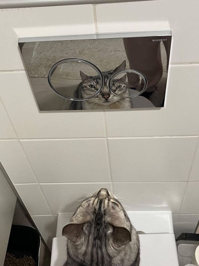 When Animal Photos Go Hilariously Wrong (Or Right, Who’s Counting?)