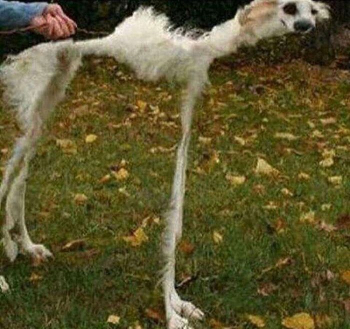 When Animal Photos Go Hilariously Wrong (Or Right, Who’s Counting?)