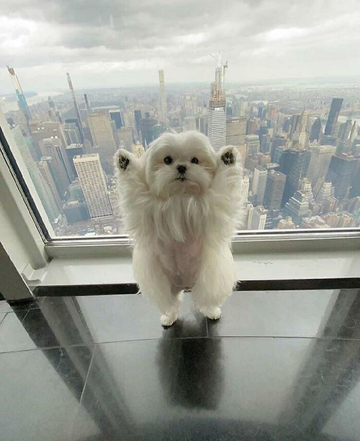 When Animal Photos Go Hilariously Wrong (Or Right, Who’s Counting?)