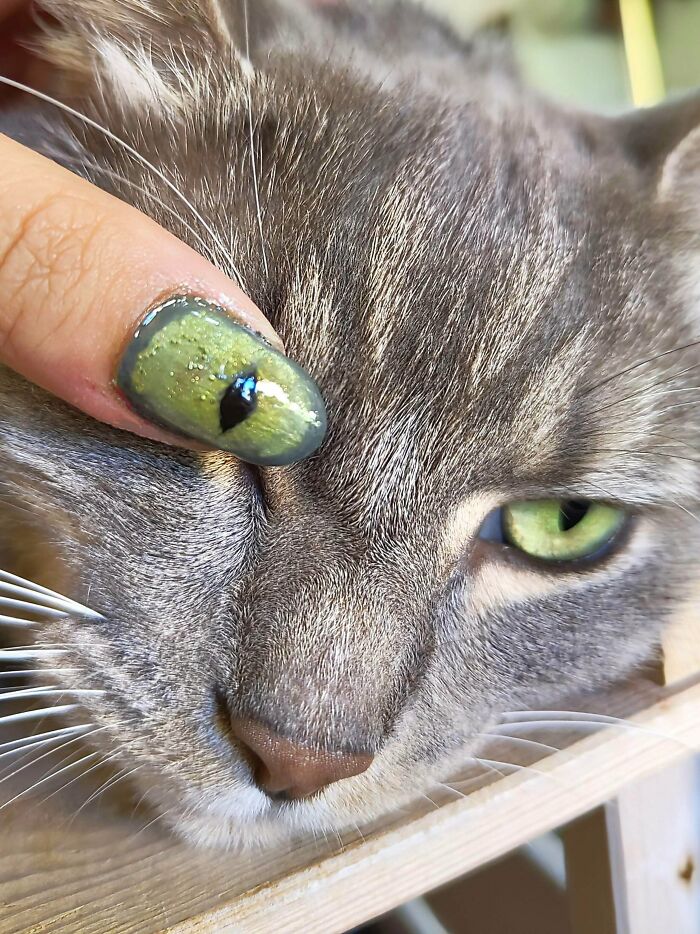 When Animal Photos Go Hilariously Wrong (Or Right, Who’s Counting?)