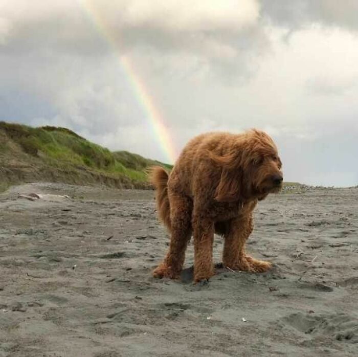 When Animal Photos Go Hilariously Wrong (Or Right, Who’s Counting?)