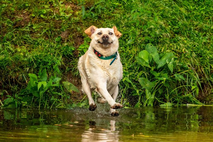 When Animal Photos Go Hilariously Wrong (Or Right, Who’s Counting?)