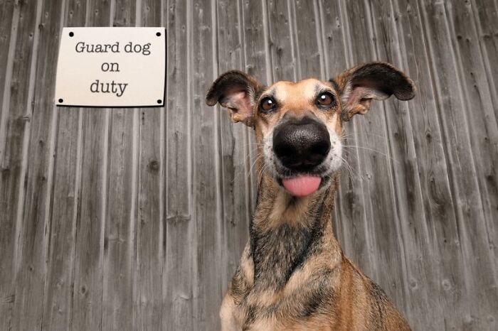 When Animal Photos Go Hilariously Wrong (Or Right, Who’s Counting?)