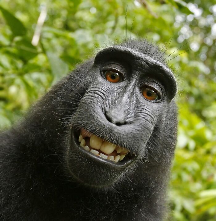 When Animal Photos Go Hilariously Wrong (Or Right, Who’s Counting?)