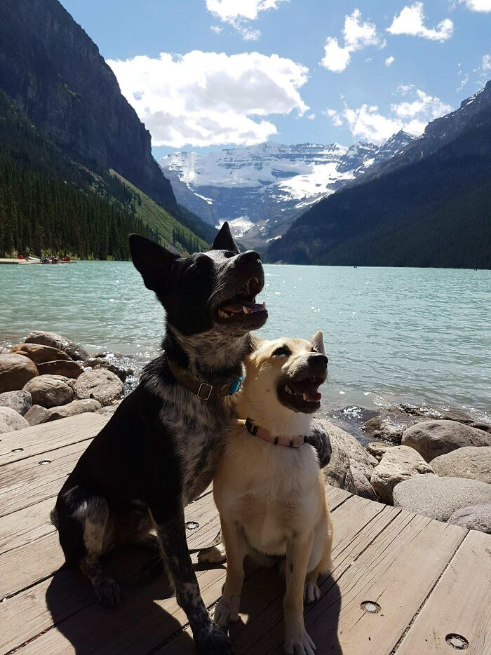 When Animal Photos Go Hilariously Wrong (Or Right, Who’s Counting?)