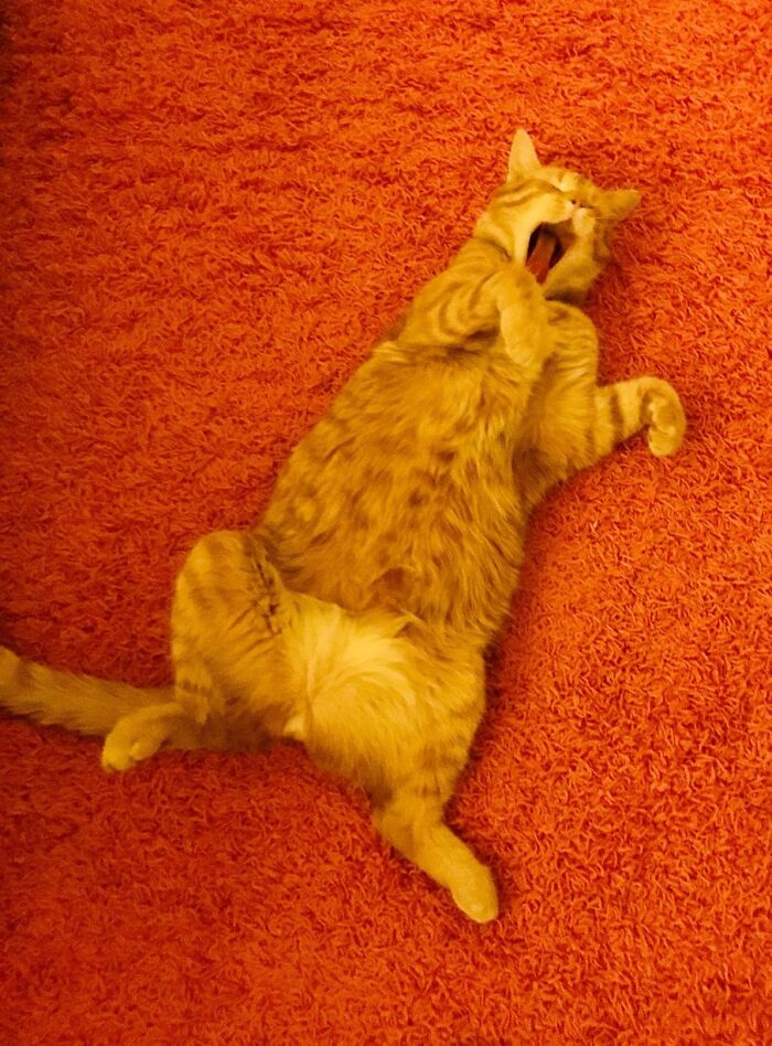 When Animal Photos Go Hilariously Wrong (Or Right, Who’s Counting?)