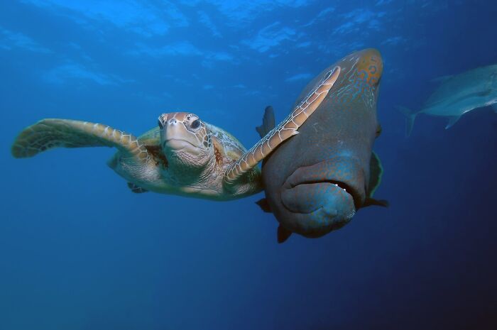 When Animal Photos Go Hilariously Wrong (Or Right, Who’s Counting?)