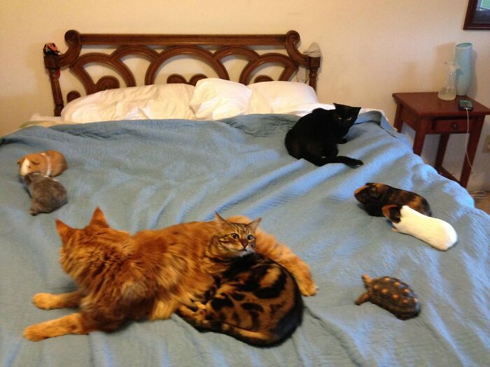 When Animal Photos Go Hilariously Wrong (Or Right, Who’s Counting?)