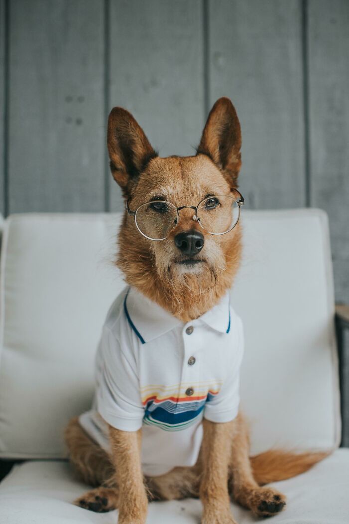 When Animal Photos Go Hilariously Wrong (Or Right, Who’s Counting?)