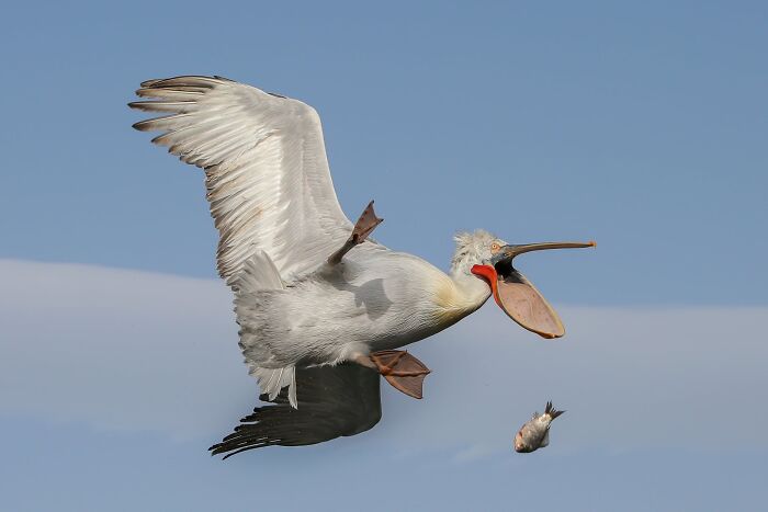 When Animal Photos Go Hilariously Wrong (Or Right, Who’s Counting?)