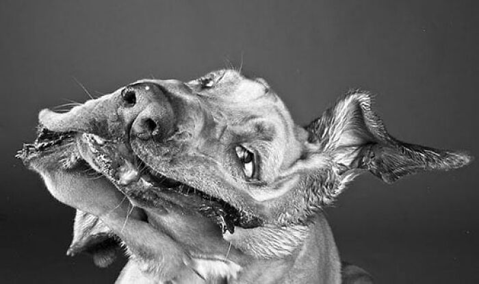 When Animal Photos Go Hilariously Wrong (Or Right, Who’s Counting?)
