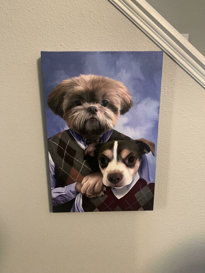 When Animal Photos Go Hilariously Wrong (Or Right, Who’s Counting?)