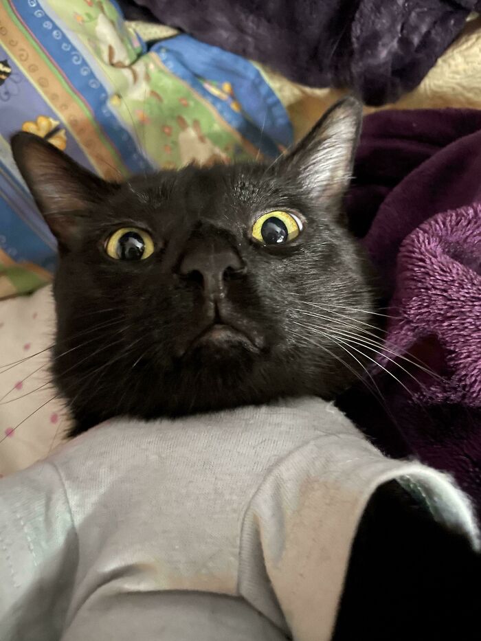 When Animal Photos Go Hilariously Wrong (Or Right, Who’s Counting?)