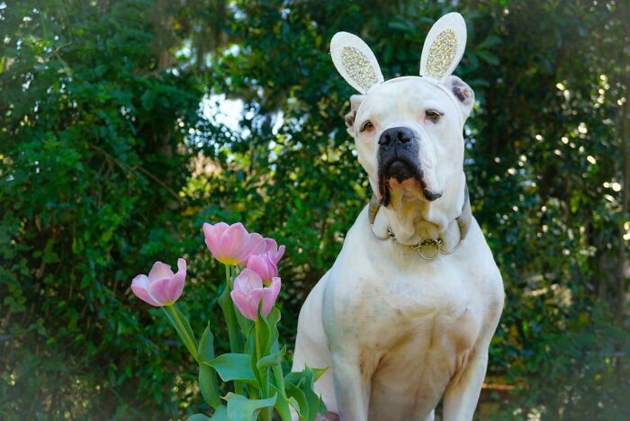 When Animal Photos Go Hilariously Wrong (Or Right, Who’s Counting?)
