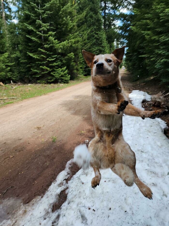 When Animal Photos Go Hilariously Wrong (Or Right, Who’s Counting?)