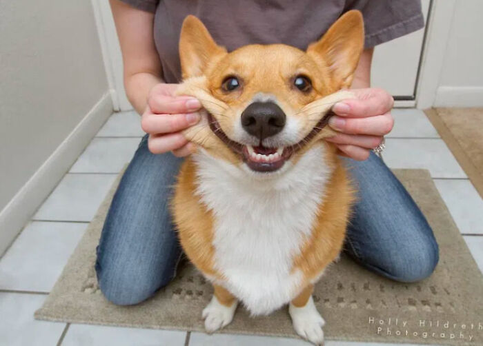 When Animal Photos Go Hilariously Wrong (Or Right, Who’s Counting?)