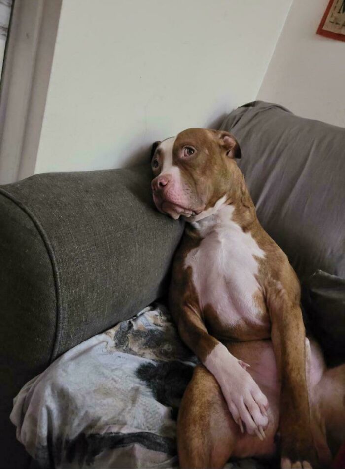 When Animal Photos Go Hilariously Wrong (Or Right, Who’s Counting?)