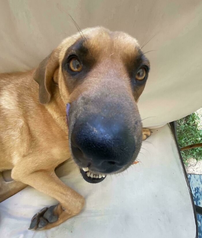 When Animal Photos Go Hilariously Wrong (Or Right, Who’s Counting?)