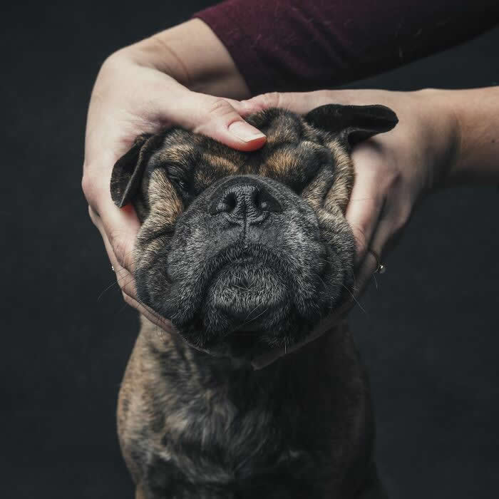 When Animal Photos Go Hilariously Wrong (Or Right, Who’s Counting?)
