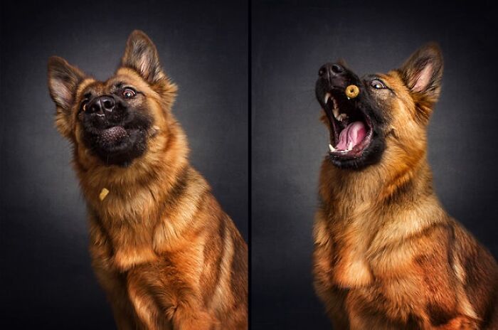 When Animal Photos Go Hilariously Wrong (Or Right, Who’s Counting?)