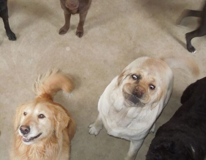 When Animal Photos Go Hilariously Wrong (Or Right, Who’s Counting?)