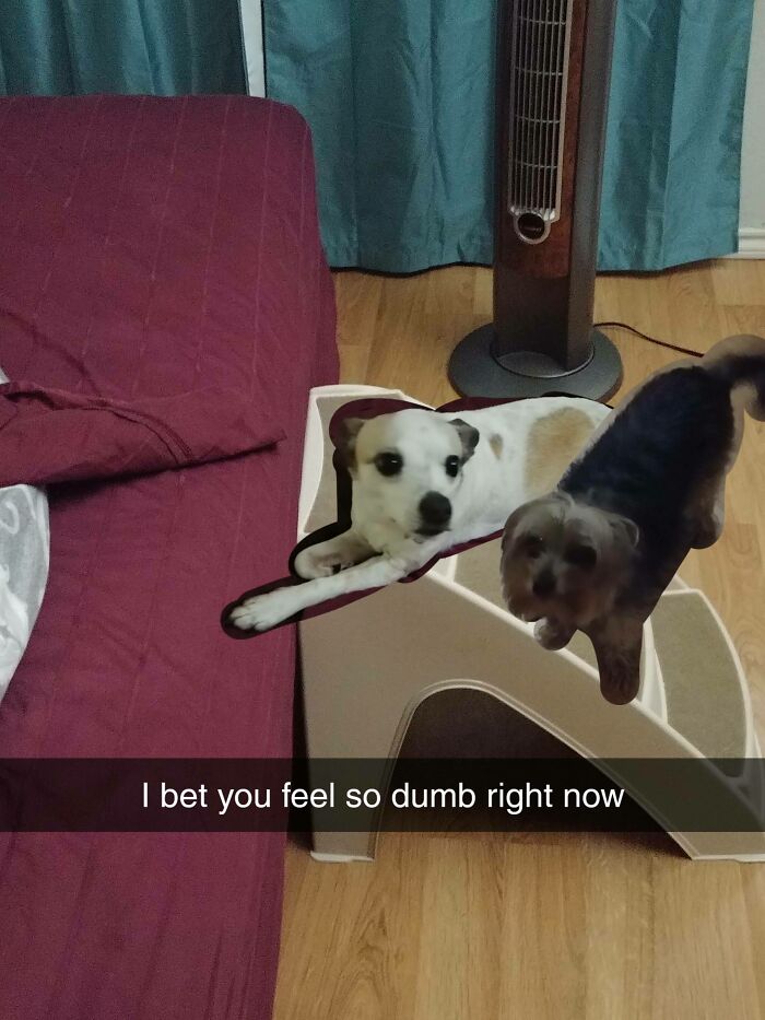 When Animal Photos Go Hilariously Wrong (Or Right, Who’s Counting?)