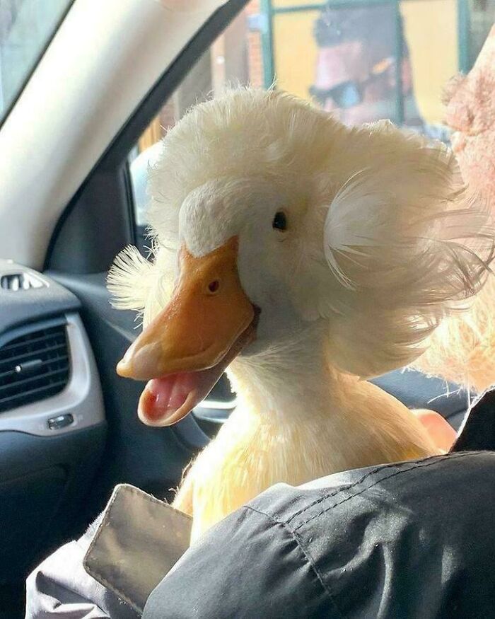 Do Ducks Count As Haircuts?