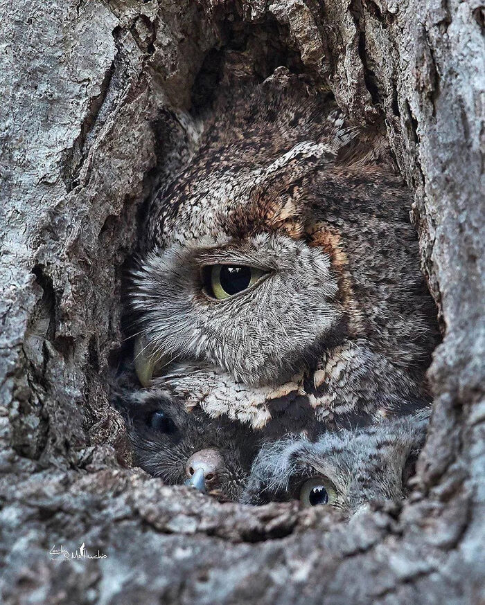 Owl Family’s Best Tree Camouflage Ever