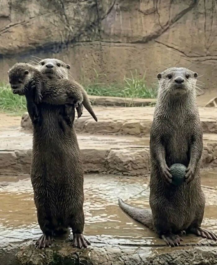 Mom Otter Flaunts Baby, Dad Otter Shows Off His Rock