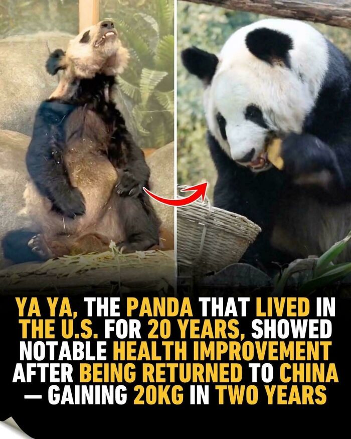 Panda’s Glow Up Is Unbelievable