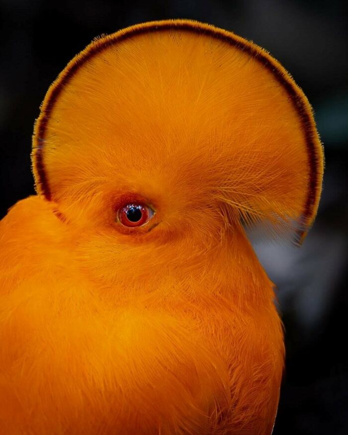 The Elusive Brazilian Bird: Cock-of-the-Rock
