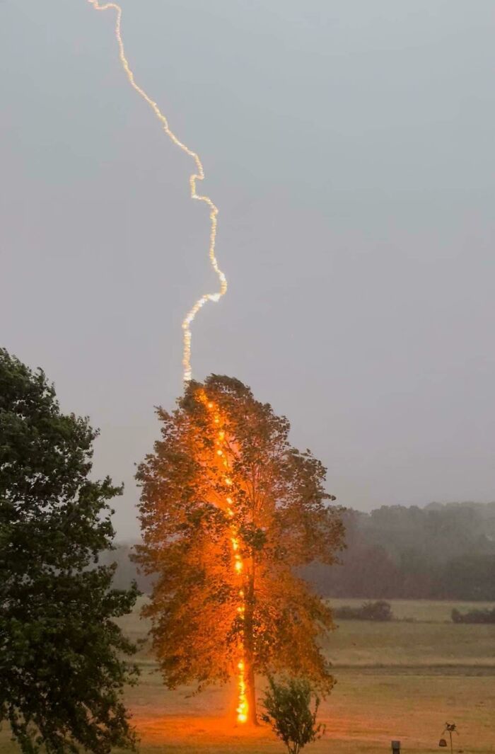 Lightning Strikes Tree in Epic Photo