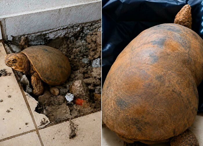 Tortoise Survived 10 Years Trapped Under Floor!