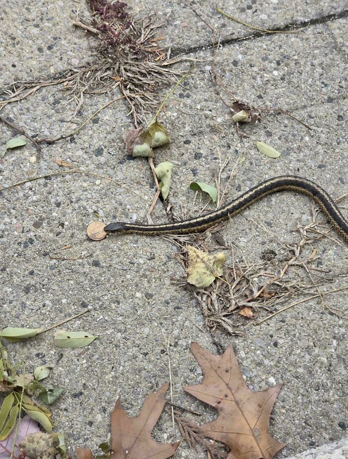 Snake Outside My Door Carrying a Penny? Seriously?