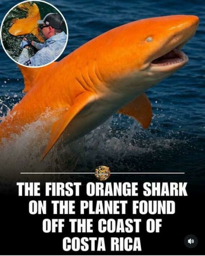 First Ever Orange Shark Spotted!