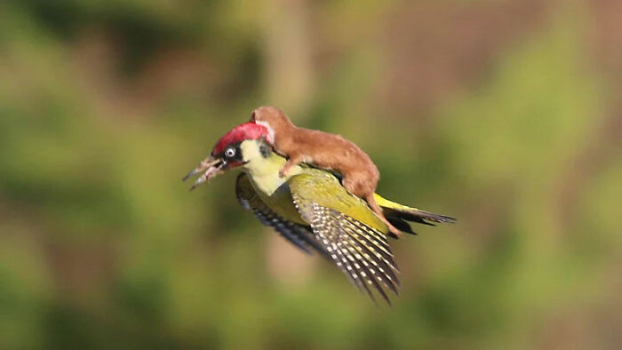 Weasel Hitching a Ride on a Green Woodpecker—Ultimate Combo!