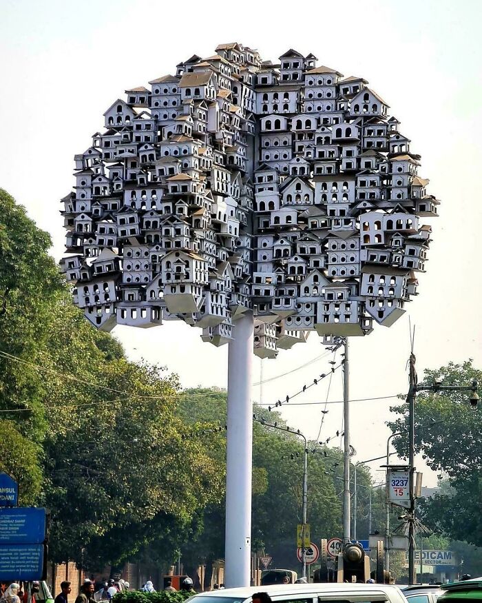 Birdhouse No One Wanted in Lahore, Pakistan