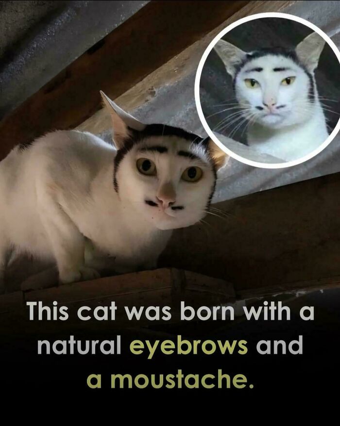 Meet Mr. Whiskerstein: Cat or Celebrity?