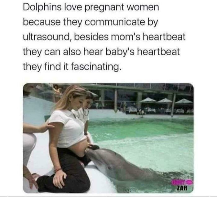 Dolphins Chat Using Ultrasound—They’re Basically Doing Secret Whispers
