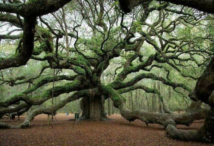 Angel Oak: Oldest Tree East Of The Mississippi and Totally Majestic