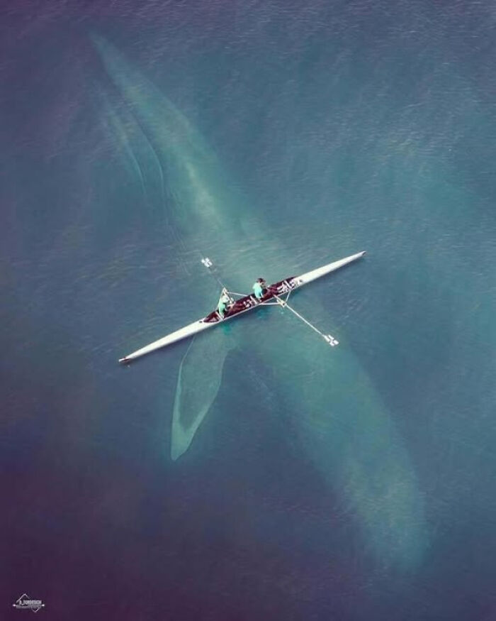 Blue Whale: The Absolute Giant Of The Ocean