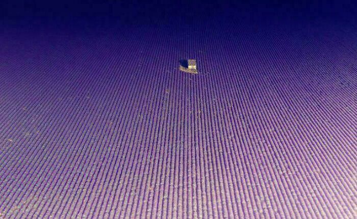 Lavender Fields In France That Go On Forever and Ever