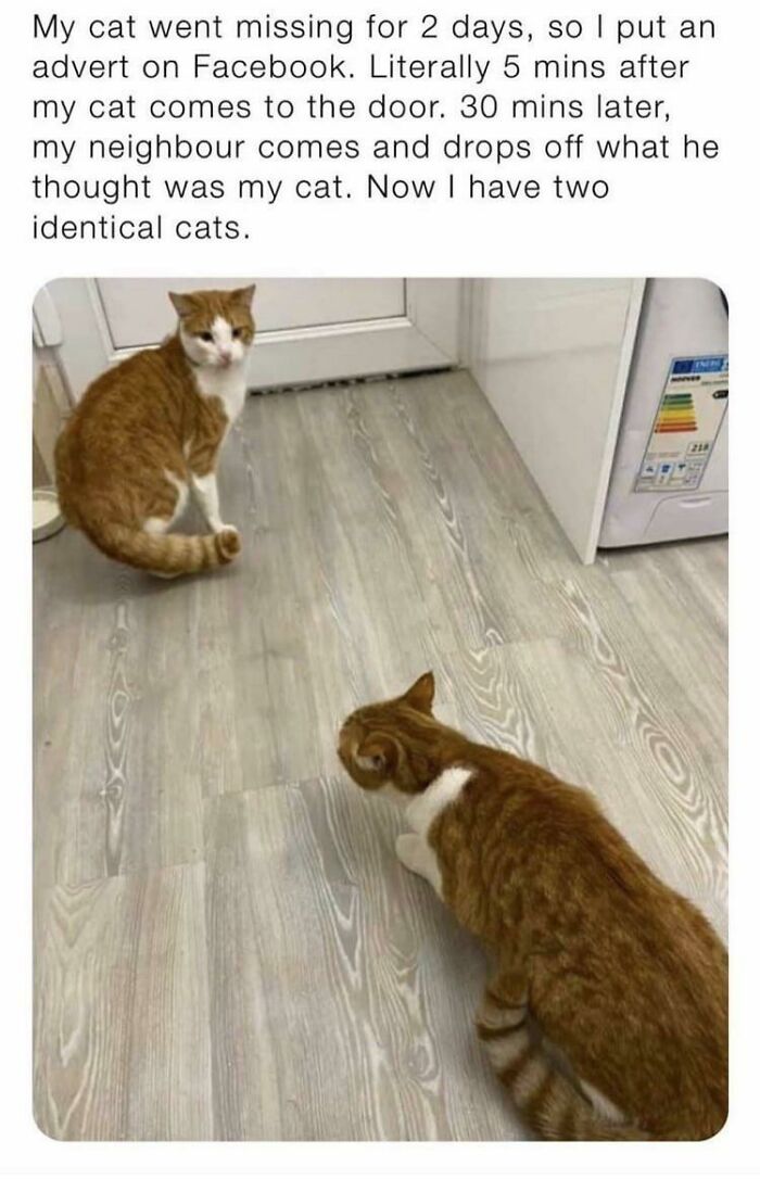 Neighbor Brings Owner a Cat Doppelgänger?