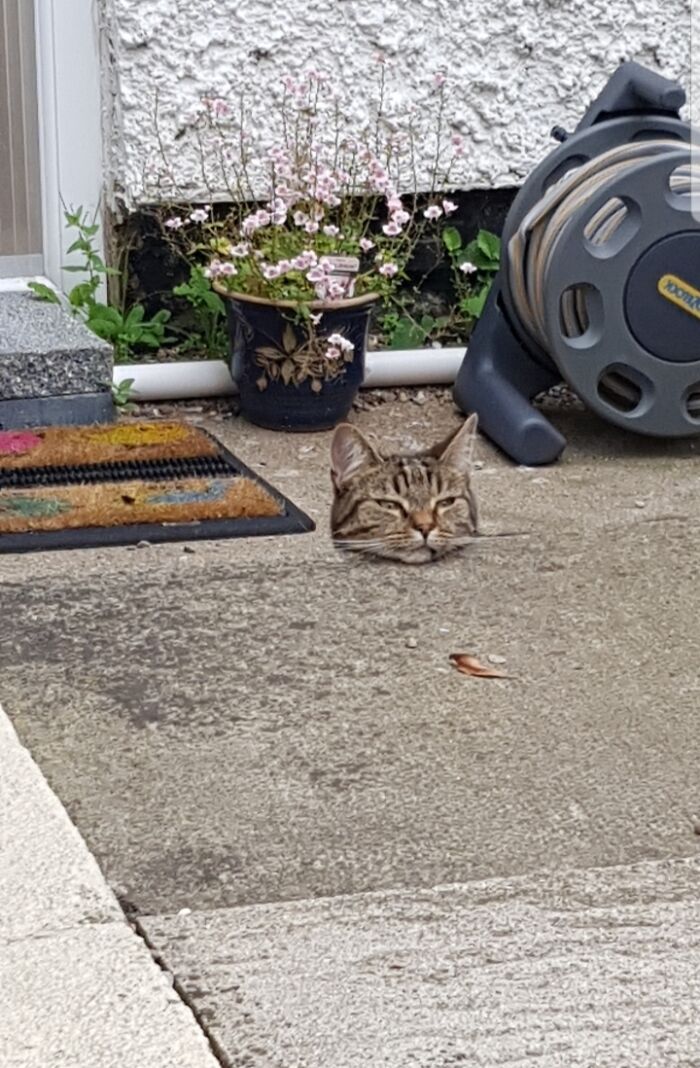 Where Did My Cat’s Body Go?