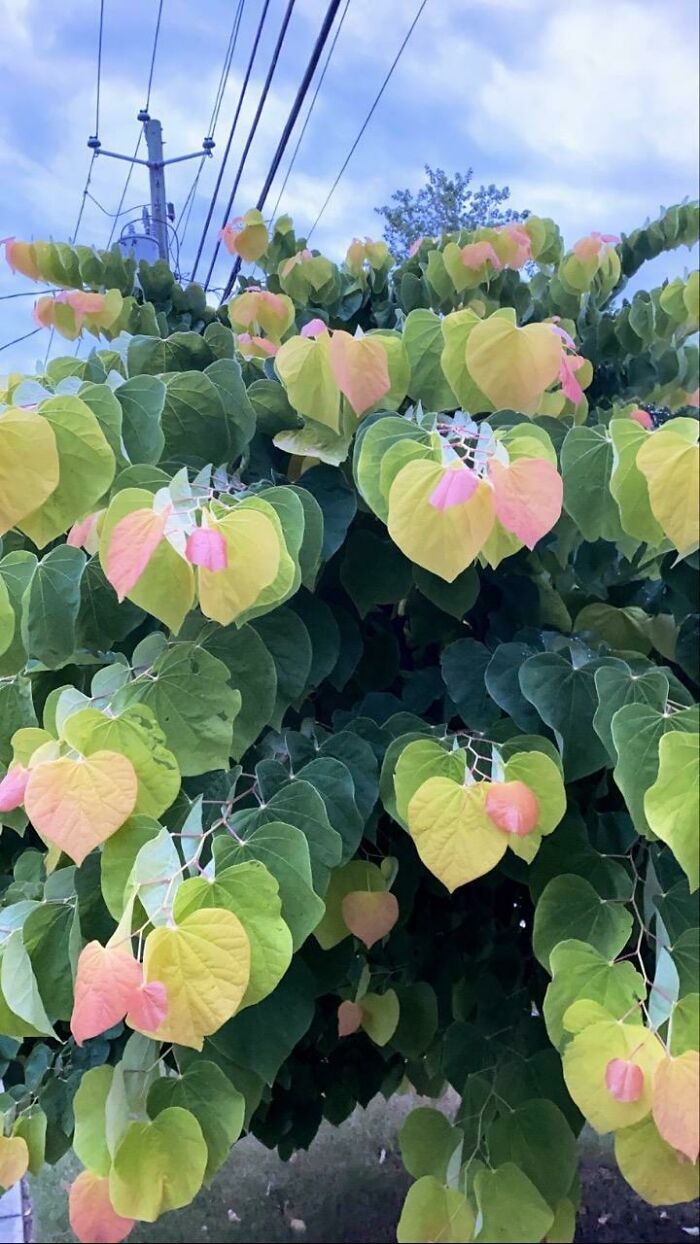 Super Trippy Plant Showing Off No Filters Needed