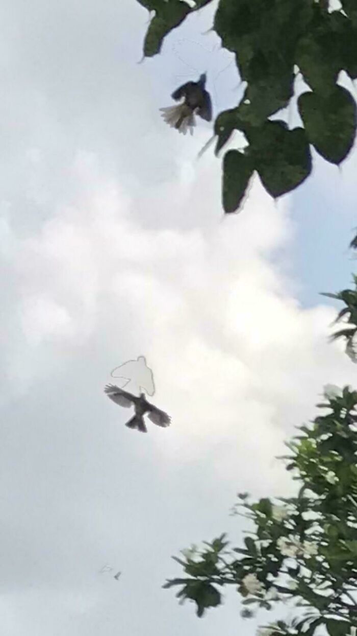 Cool Silhouette Mystery on a Bird