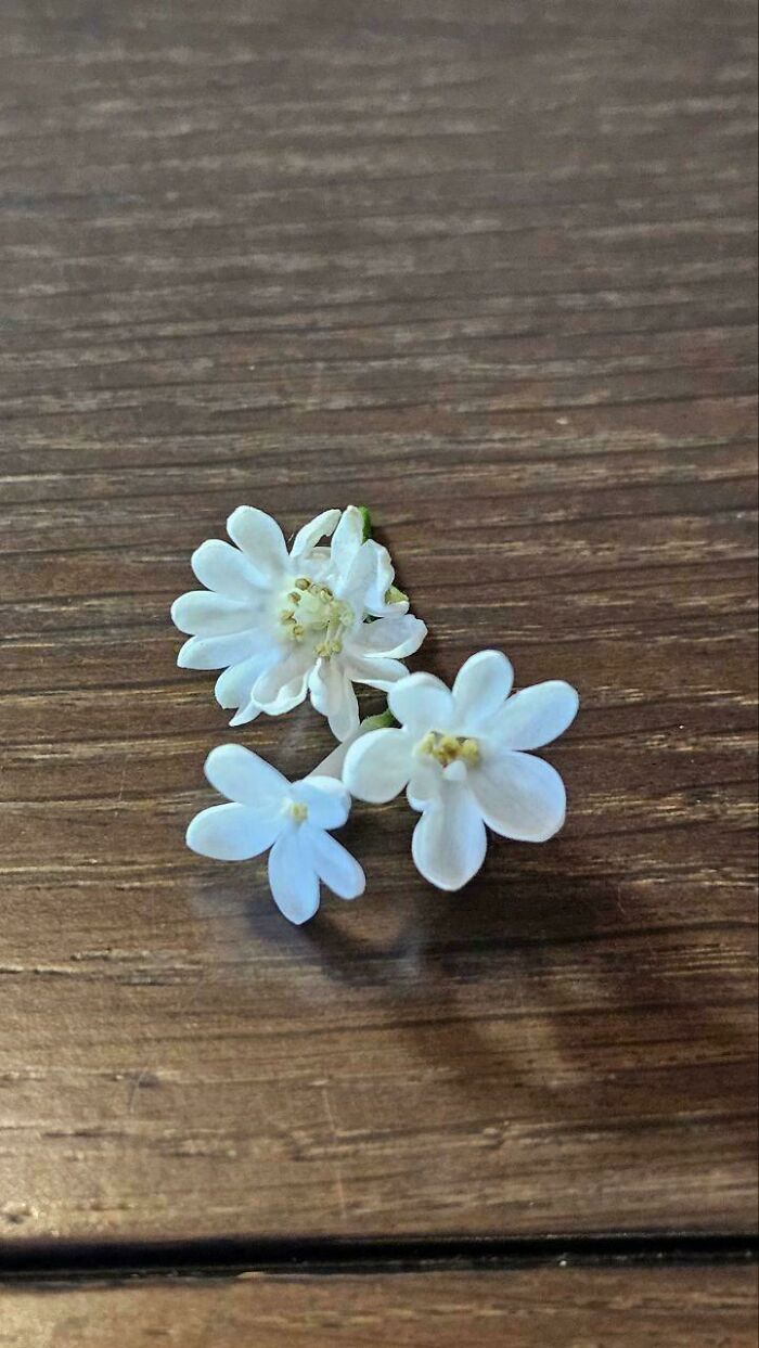 Found a Lilac Flower With 16 Petals—Oddly Specific!