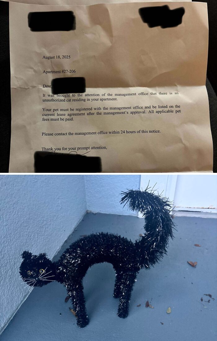 That Letter About The Cat? Here’s The Cat