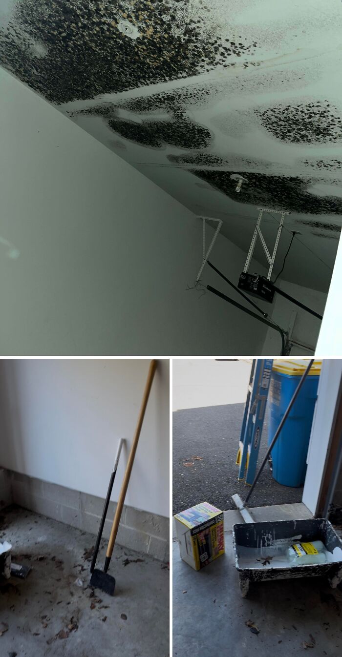 Landlord Might Be Painting Mold Instead Of Fixing It