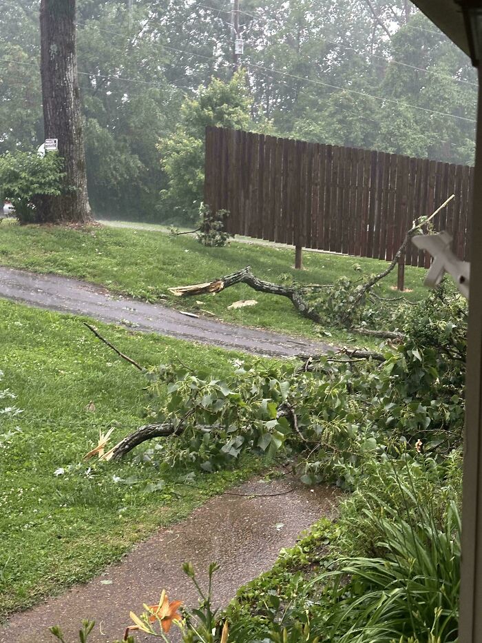Branches Fell On Our Rental. Landlord Wants Us To Pay For Cleanup